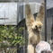 目立つのが好きなテナガザル