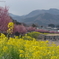 オカメ桜と菜の花