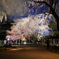 夜桜ライトアップ