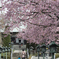 桜のトンネルを潜ってお参り