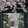 参道から続く桜並木