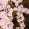 お花