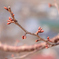 桜の花はまだ