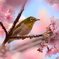 桜とメジロ