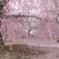 散り往くもまた、美し...Ⅰ