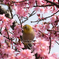 『桜にメジロ』