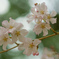 木陰の桜
