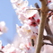 梅の花とはち
