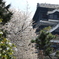 そっと見守る桜