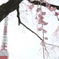 桜とタワー