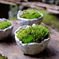 祇王寺　苔
