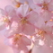 春色で河津桜