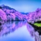 千鳥ヶ淵の桜