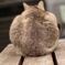 猫後