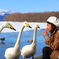 仲良しの白鳥さん