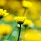 Chrysanthemum multicaule