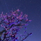 梅越しの星空