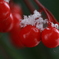 雪にも負けない