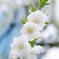 真白き花桃