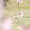 桜の記憶