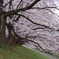 cherry blossom