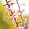 ｓｐｒｉｎｇ♪