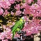 オハヨウ　春だね