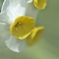 spring a chorus