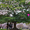 桜見学中