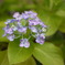 このタイプの紫陽花が一番好き。