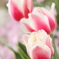Two-tone tulips