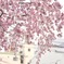 名古屋の早咲き桜