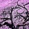 枝垂れ桜
