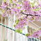 名古屋の早咲き桜