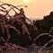 大縣神社の梅と夕日