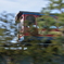 ディズニー撮り鉄