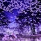 桜幻想