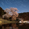 寄添い桜