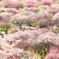 梅林