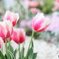 Spring garden