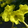 yellow flower