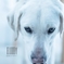 BUDDY