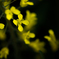 菜の花