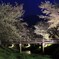 振り返れば…夜桜。