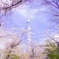 桜とツリー。
