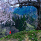 野辺の地蔵桜