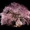 夜桜