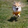 笑顔の飛行犬