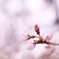 春の息吹