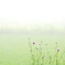 Foggy